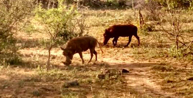 Kruger Park - Pumbas Safari Africa do Sul